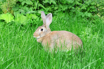 rabbit  on a green grass.