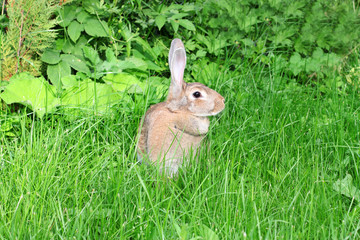 Naklejka na ściany i meble rabbit walks on a green grass.