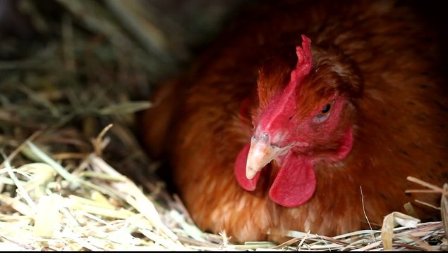 poule