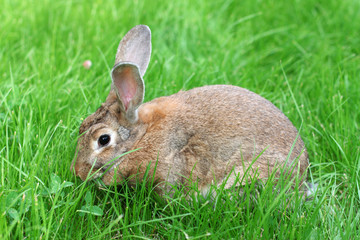 Naklejka na ściany i meble rabbit on grass.