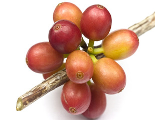 Ripen coffee beans