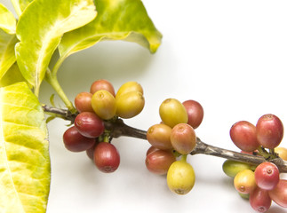 Ripen coffee beans on a coffee plant