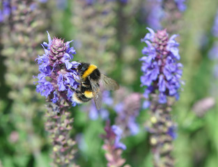 Bee collecting pollen from lavender bloom