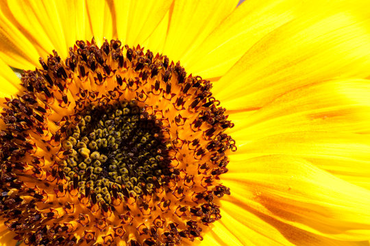 Sunflower a background.