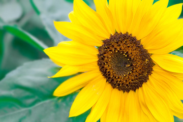 Sunflower a background.