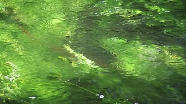 Rivi&egrave;re envahie par le cresson