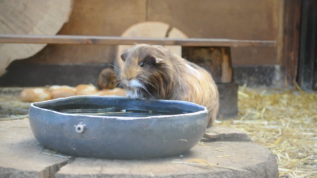 Meerschweinchen beim Trinken