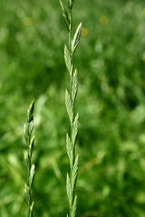 Deutsches Weidelgras