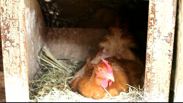 poule