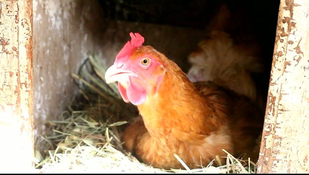 poule