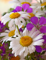 Obraz premium margeriten,blumen