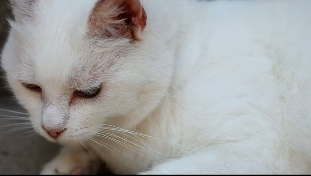 chat blanc