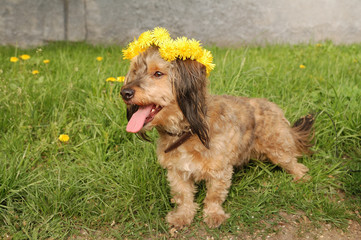 Fototapeta premium Dog in garland