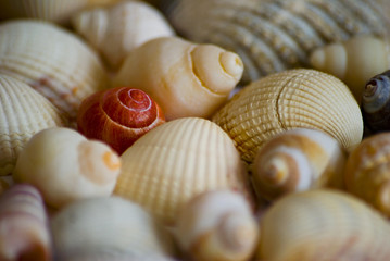 Shells 01