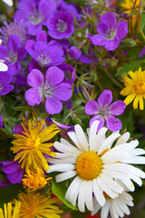 feldblumen,blumen
