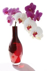 orchids in red vase