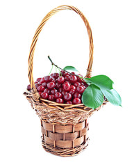 ripe cherries in a large basket isolated on a white background.