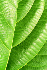 Green plant leave, detail