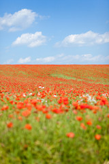 Mohnblüten auf einem Feld