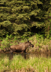 Bull Moose in River