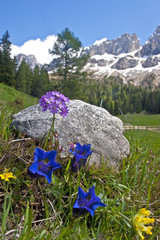 Frühling in der Rosengartengruppe