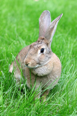 rabbit on a green grass.