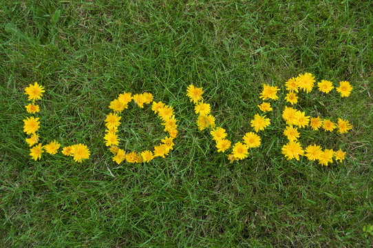 Love written with Flowers in the Grass
