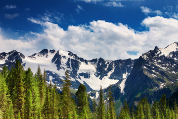 Landscape with green pines and snowy mountains