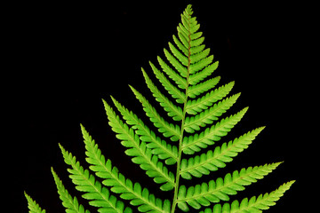 The Fern Leaf