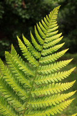 The Fern Leaf