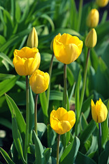 Obraz premium Tulpe