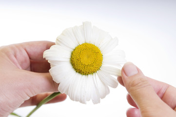 Camomile flower in girl's hands closeup isolated on white