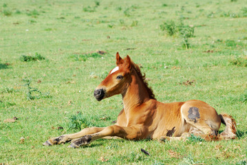horse foal on pasture