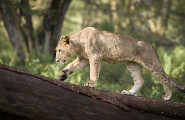 Lion cub