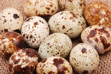 Photo of the quail egg