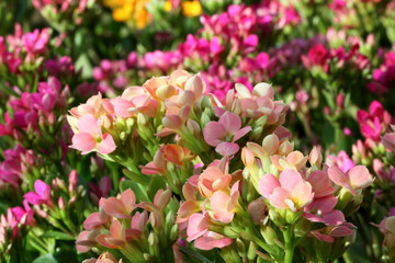 kalanchoe blossfeldiana multicolores