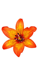 rote lilienblüte freigestellt auf weissem hintergrund © Rob Stark