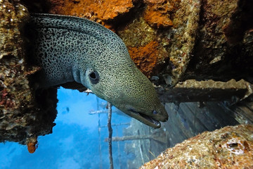 Giant moray on the wreck