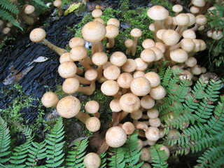 honey mushrooms
