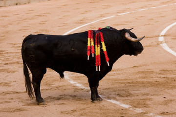 Toro
