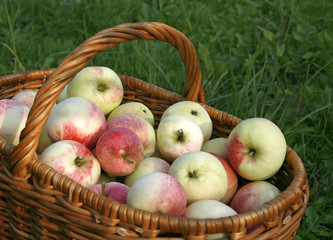 Basket with apples