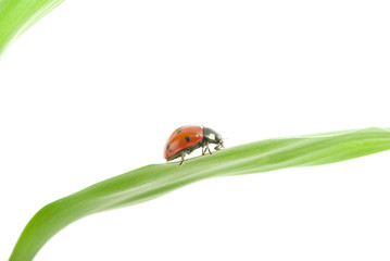 ladybug
