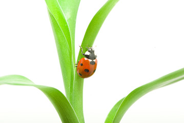 ladybug