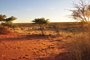 luce del tramonto sulle dune rosse del kalahari