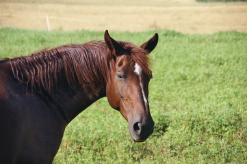 cavallo maremmano © Matteo
