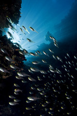 shoal of silvery fish