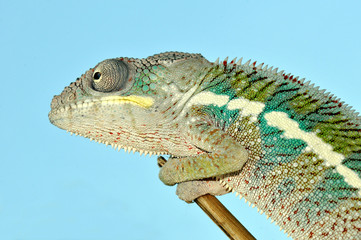 chameleon portrait