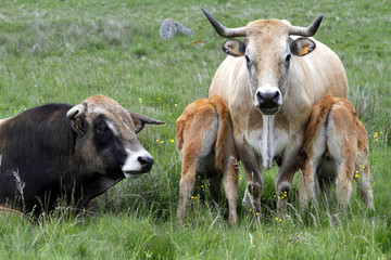 Taureau et vache Aubrac