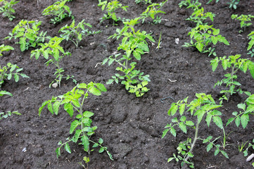 piantine di pomodori