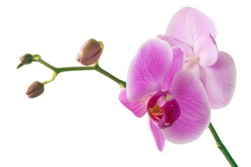 lila orchid
